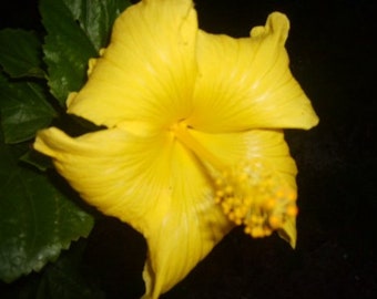 FORT MYERS Yellow Tropical Hibiscus Live Plant Large Sunny Golden Single Flowers Starter Size 4 Inch Pot Emerald R