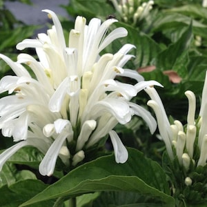 Justicia carnea alba WHITE Brazilian Plume Flower Jacobina Shade Garden Perennial
