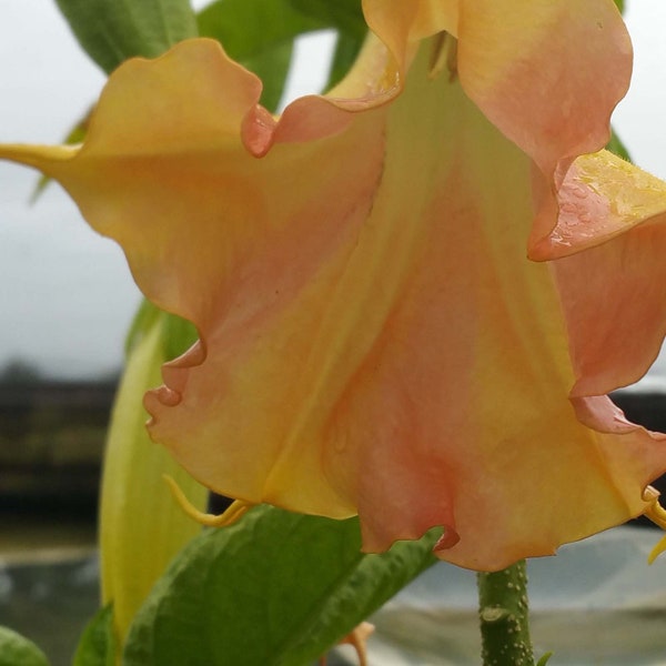 Angel Trumpet Plant Etsy
