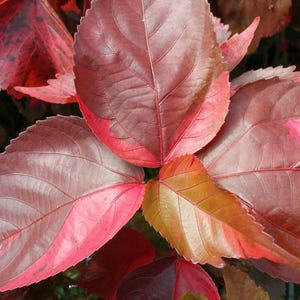 Copper Leaf Louisiana Red Live Tropical Plant Unique Unusual Colorful Red Bronze Leaves Indoor Outdoor Starter Size
