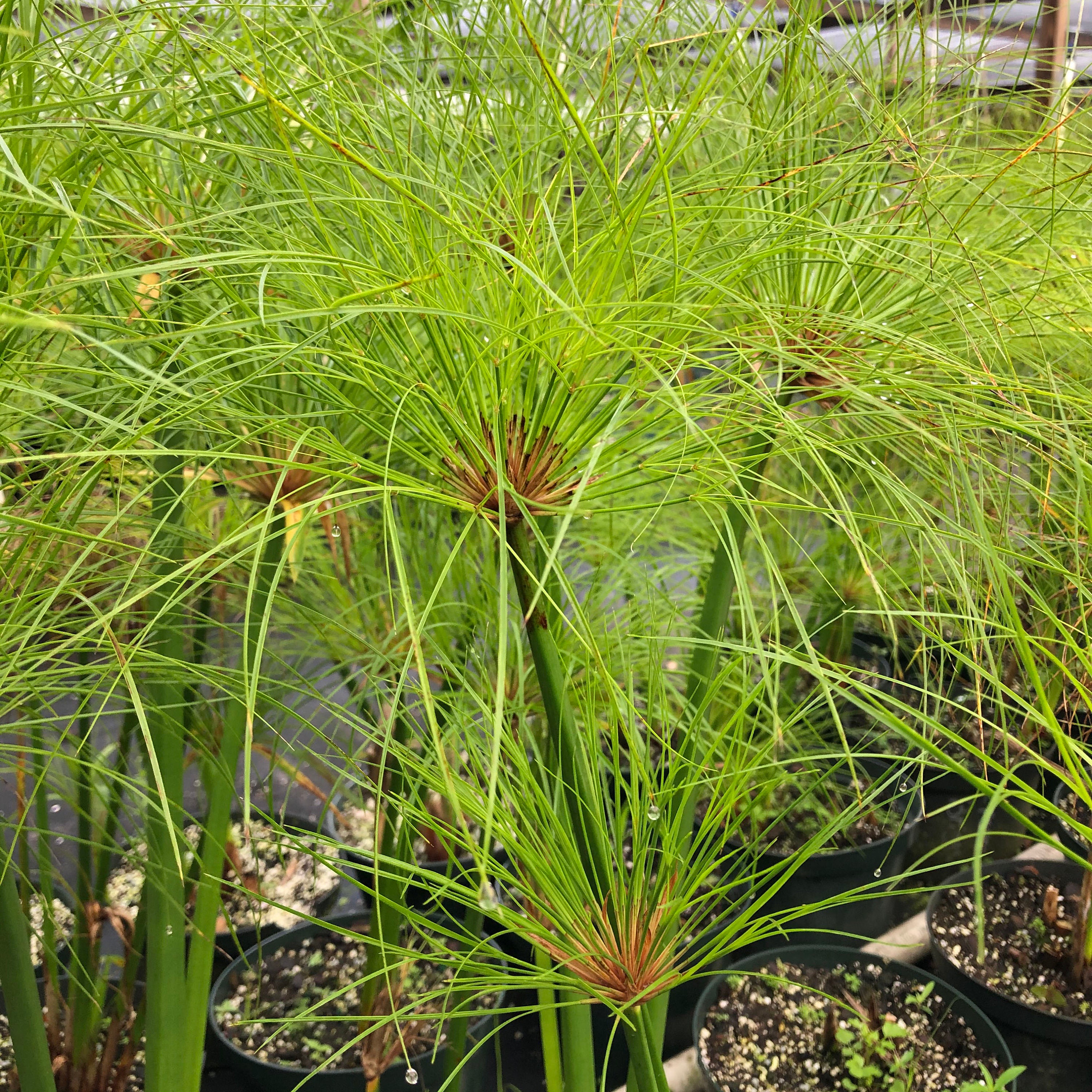 GIANT EGYPTIAN PAPYRUS Water Garden Bog Swamp Reed House Live Etsy