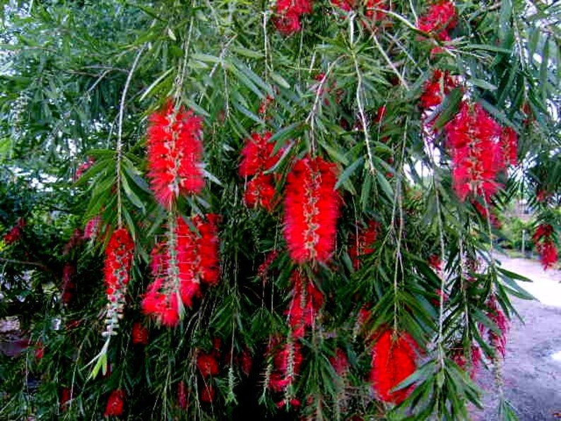 Bottlebrush Red BOYETTE WEEPING Live Tree Plant Superior Etsy