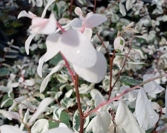 DWARF NANA Snowbush Live Plant Unique Small White Green Leaves Indoor Outdoor Fairy Garden