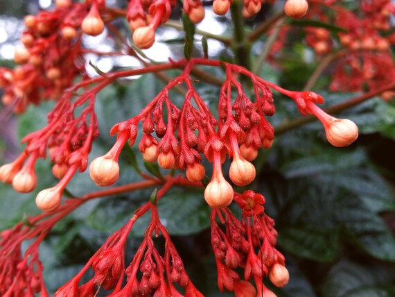 18 Tall Pagoda Flower Clerodendrum Paniculatum Tropical Flower Plant Other Plants Seedlings Home Garden Worldenergy Ae