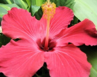 PAINTED LADY Tropical Hibiscus Live Plant Single Medium Pink Maroon Throat Classic Collectors Favorite