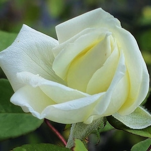 May include: Close-up of a creamy white rose bud with delicate, textured petals. The rose is partially open, revealing a soft yellow center. Green leaves and stems provide a natural backdrop.