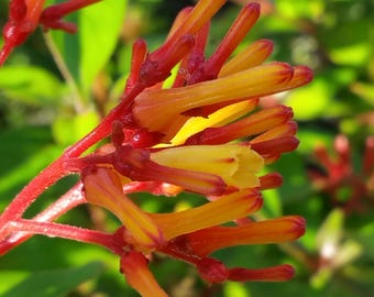 Firefly, Firebush - Butterfly Garden Plant - Red Yellow Tube Flowers - 8 to 10" Tall