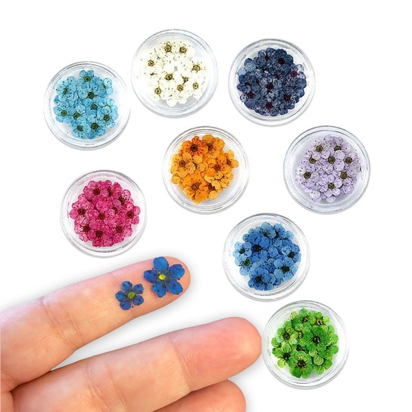 d-240 small dried  flowers for jewelry, mini tiny assorted colors daffodils, pressed flower uv epoxy resin candles, open back bezel