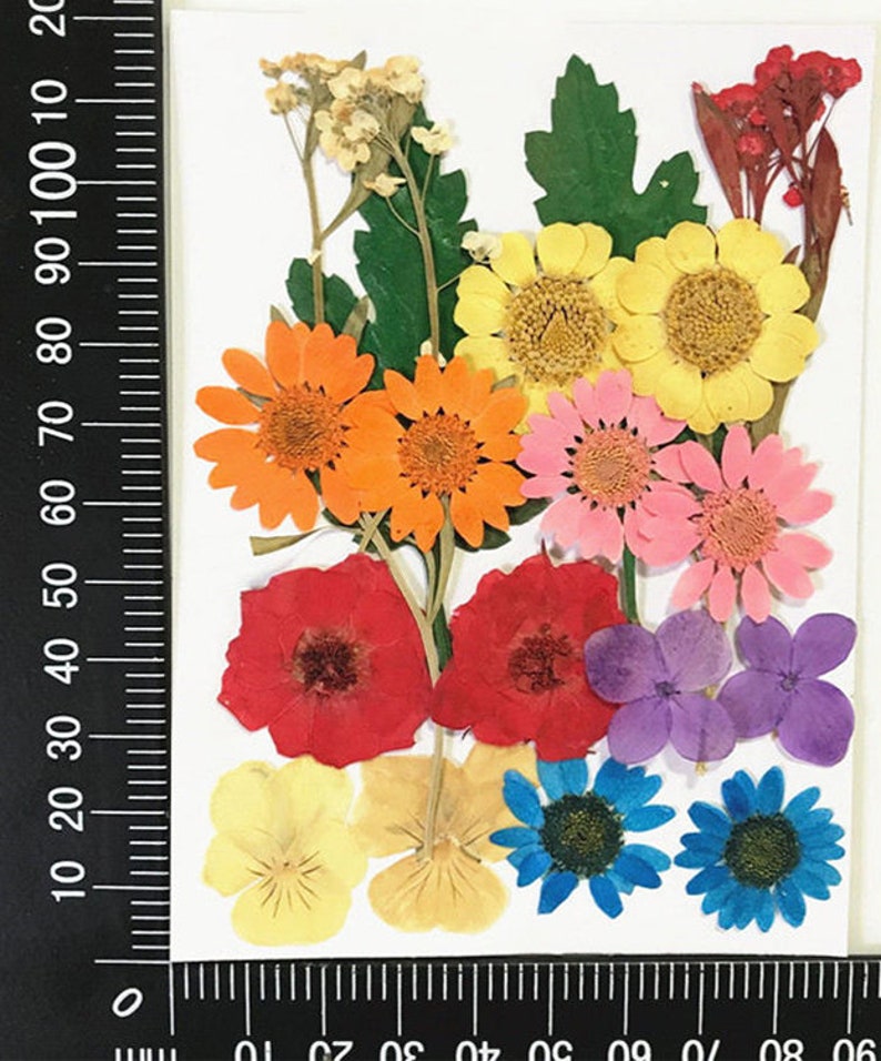 Pressed Flowers Dried Flower Packs Flat Flowers for Resin Etsy