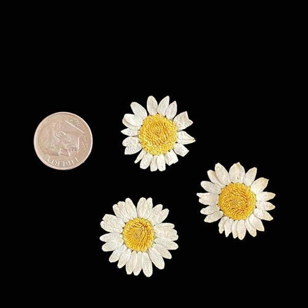 mini daisies, pressed flowers, dried flowers, candles, uv epoxy resin, nail art, dry flowers, floral resin jewelry supplies preserved