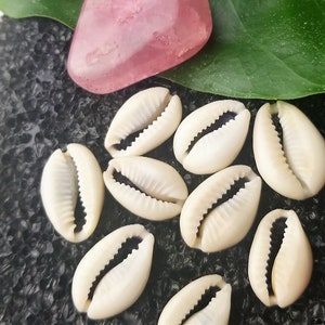 conchiglie cowrie, gioielli loc, conchiglie, cowrie, conchiglie, accessori estivi, forniture di gioielli, naturale, conchiglia, arredamento spiaggia, gioielli per capelli