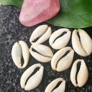 cowrie shells, loc jewelry, shells, cowrie, seashells, summer accessories, jewelry supplies, natural, seashell, beach decor, hair jewelry