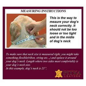 May include: Image showing how to measure a dog's neck for a collar. A dog's neck is measured with a measuring tape. The text reads: "In this example, dog's neck is 21 inches."