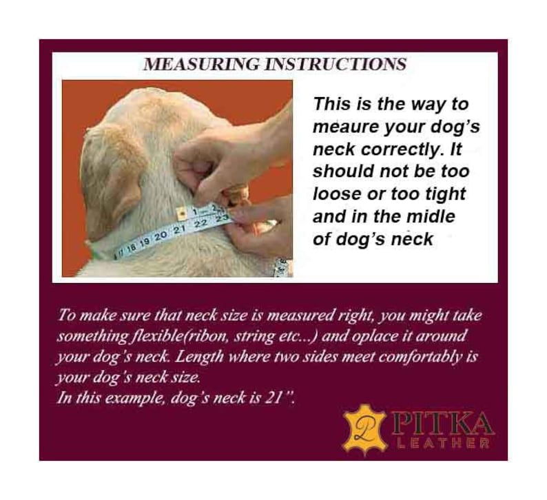 May include: Image showing how to measure a dog's neck for a collar. A dog's neck is measured with a measuring tape. The text reads: "In this example, dog's neck is 21 inches."