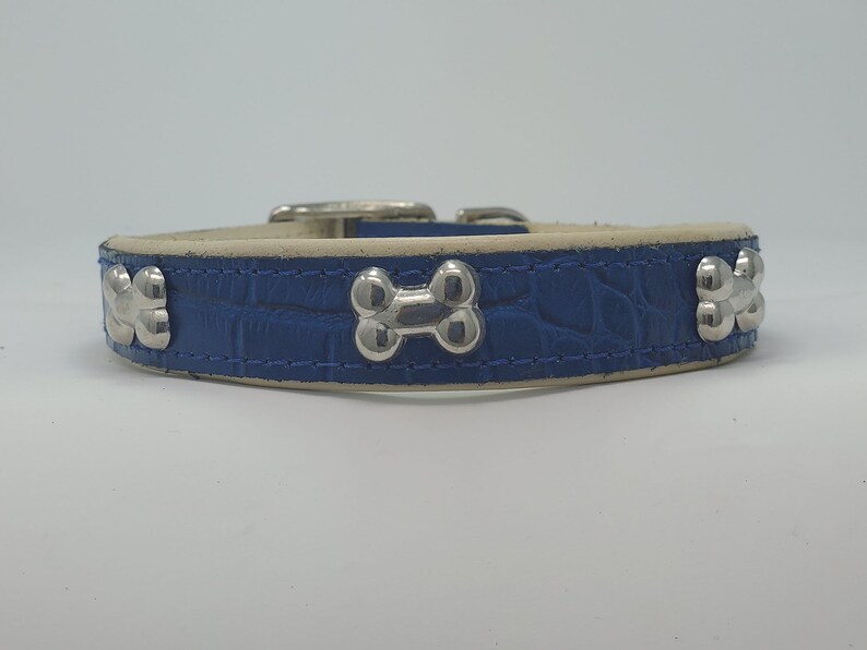 May include: A blue dog collar with silver bone-shaped accents. The collar has a textured, crocodile-like pattern and a silver buckle. The inner lining is a cream color. This pet accessory is designed for dogs.