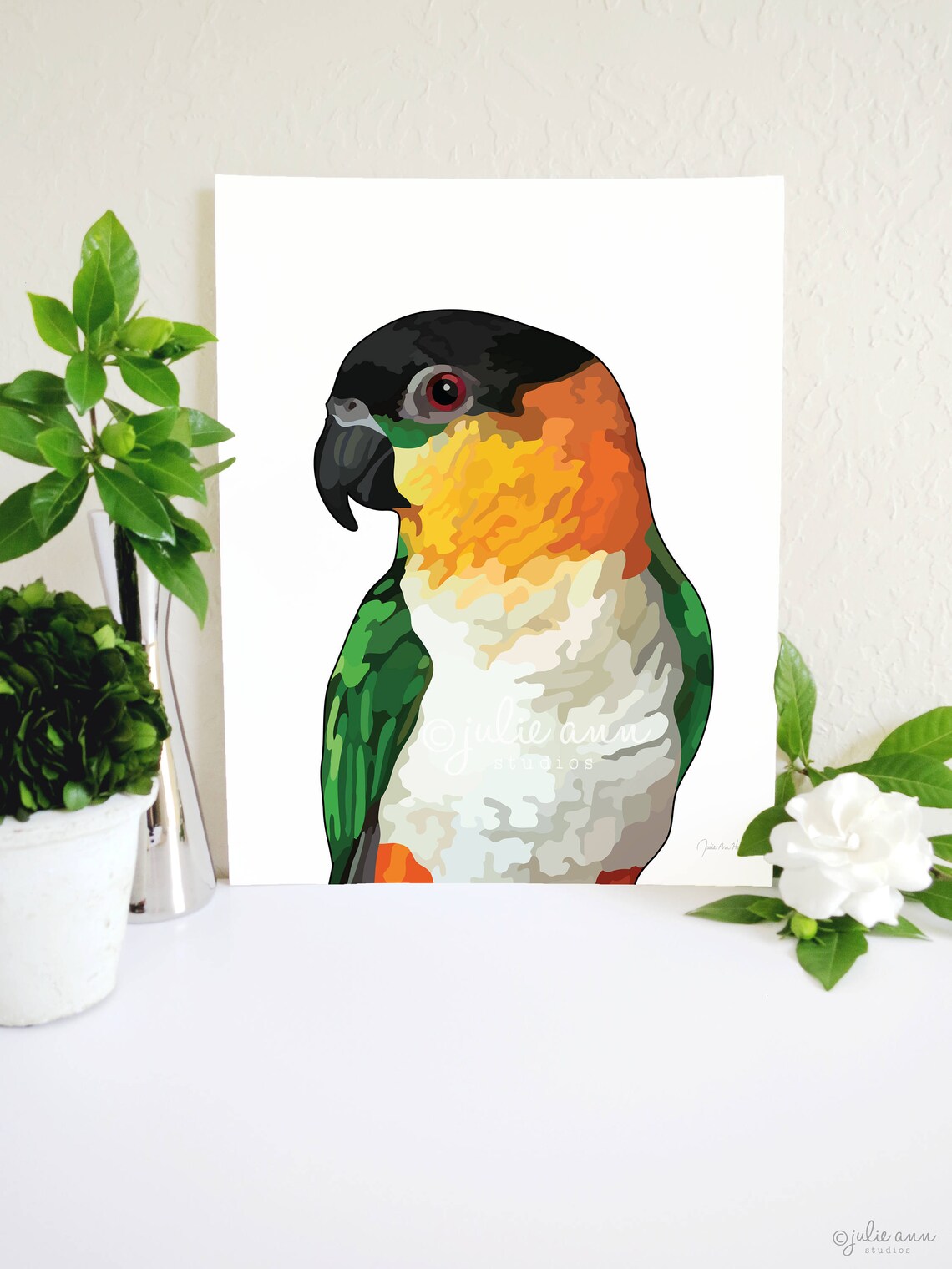  Caique: 鳥類のプロフィール