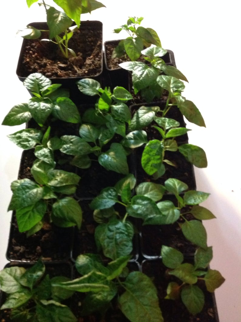 Donne Sali Guam Boonie Pepper live plants for sale 6 Etsy
