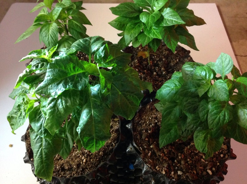 Donne Sali Guam Boonie Pepper live plants for sale 6 Etsy