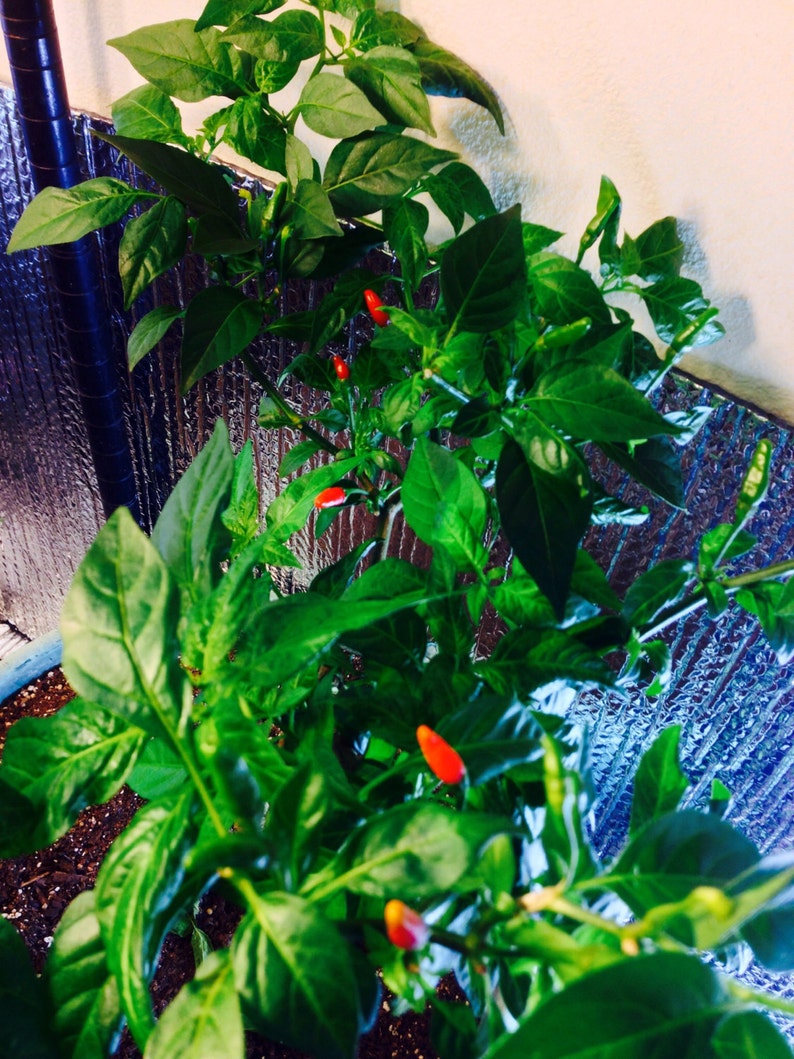 Donne Sali Guam Boonie Pepper live plants for sale 6 Etsy