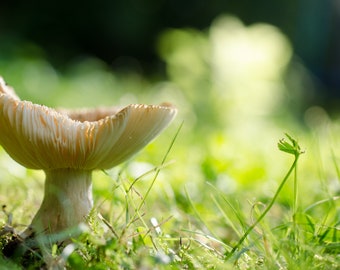 Landscape Mushroom (Photo)