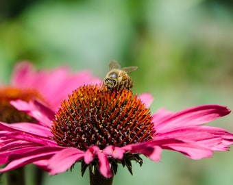 Honey Bees on top of the Cone Flower (Photo)