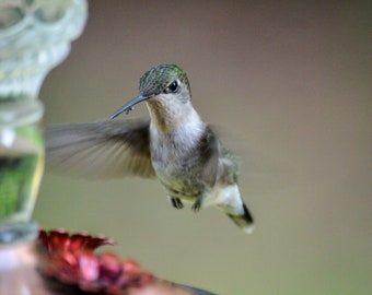 Female hummingbird (Photo)