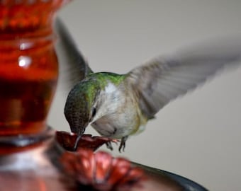 Kolibri (Foto)