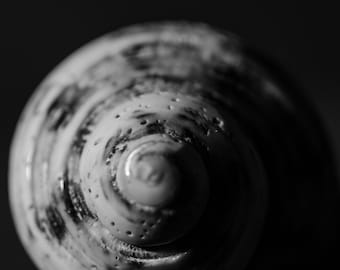 Black and White sea shells (Photo)