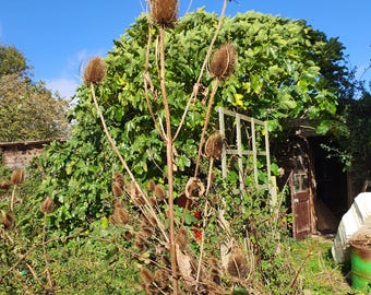 10 Dried Teasel, Teazel heads, UK grown for decor or crafting