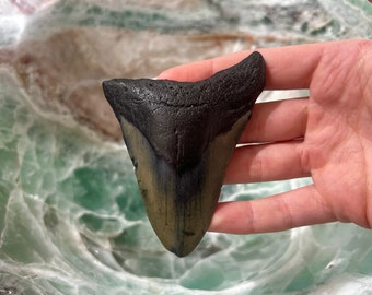 Megalodon Shark Tooth-Genuine Fossil