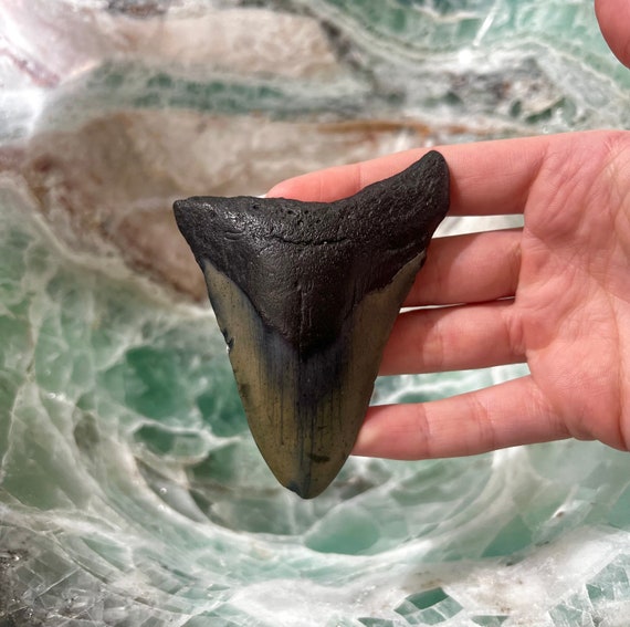 Megalodon Shark Tooth-Genuine Fossil