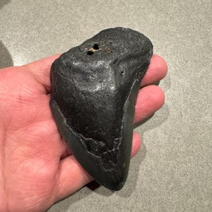Megalodon Tooth