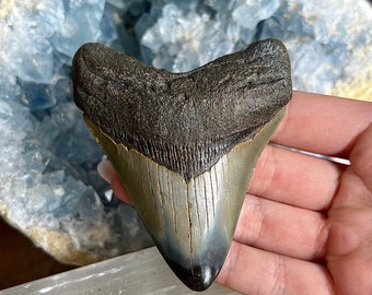 Megalodon Shark Tooth