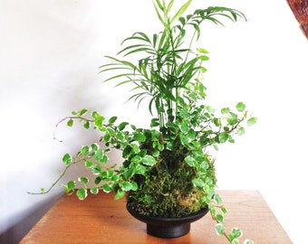 kokedama duo of plants