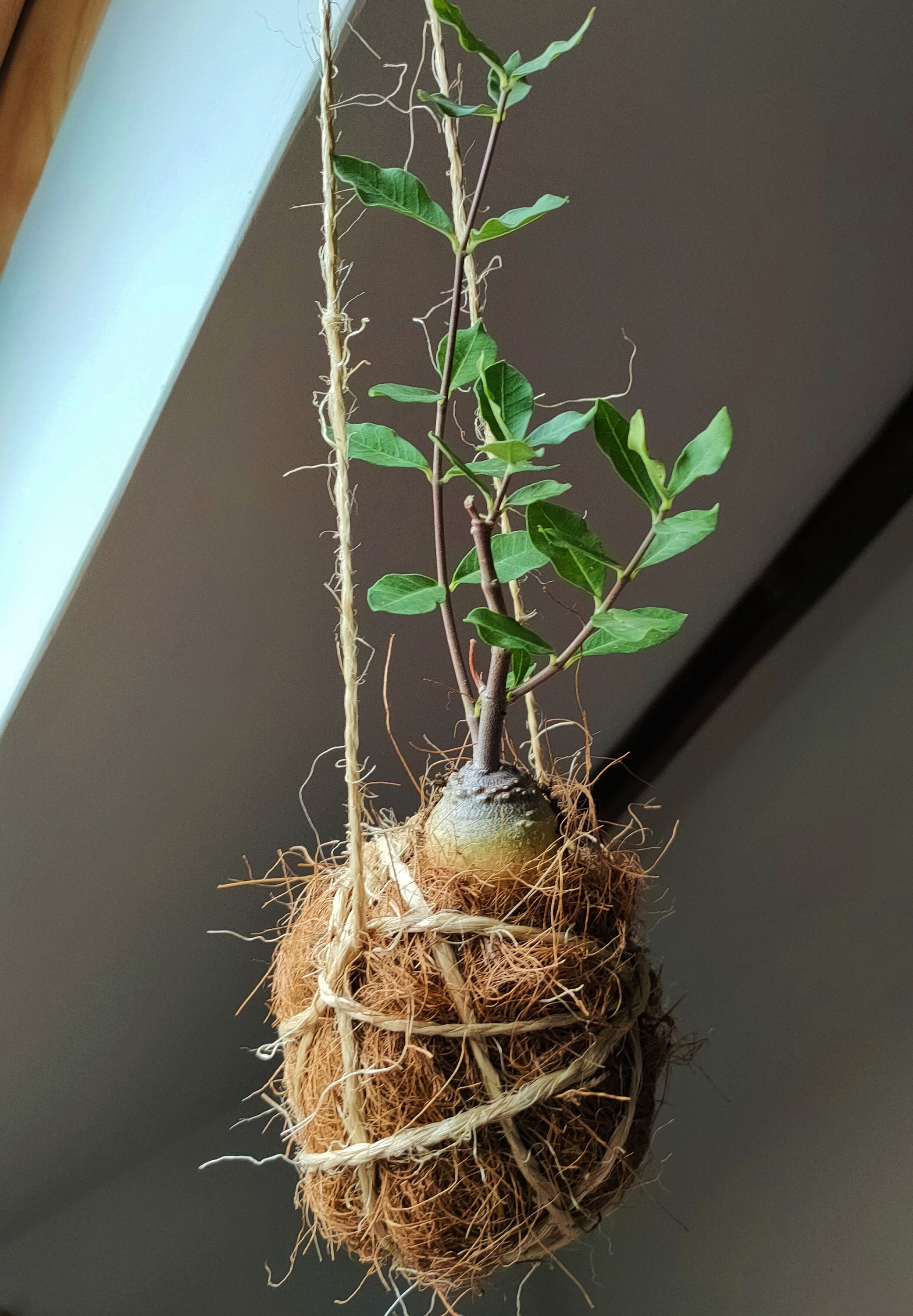 Fockea Edulis en Kokedama de Fibre Coco