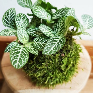Peut inclure: Gros plan d'une petite plante aux feuilles vertes et aux nervures blanches, posée sur une boule de mousse verte. La plante est sur un petit tabouret rond en bois. Les feuilles ont un motif distinctif.