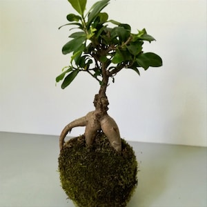 Kokedama Ficus Ginseng bonsai