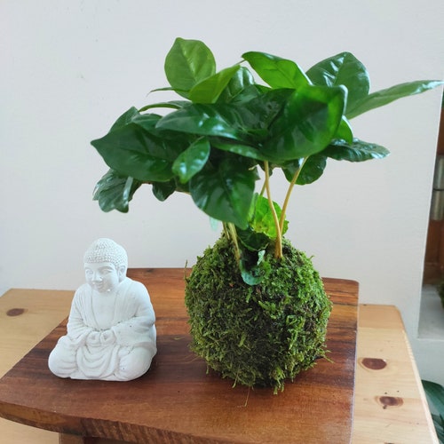 Kokedama coffee tree houseplant