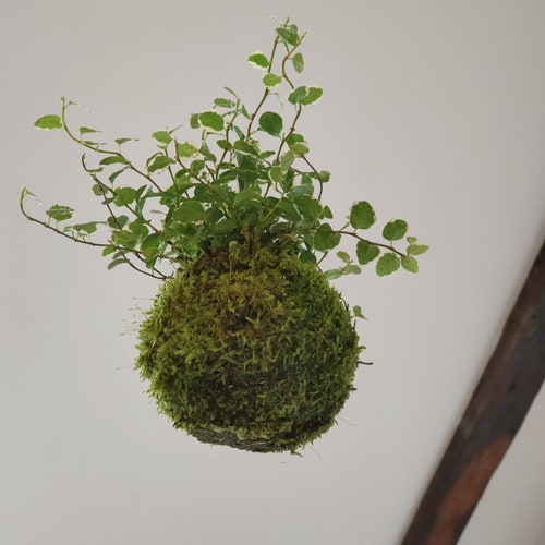 kokedama ficus pumila hanging