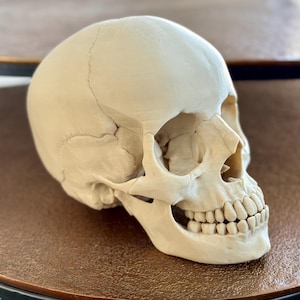 May include: A white human skull model with visible teeth. The skull is positioned on a brown surface.
