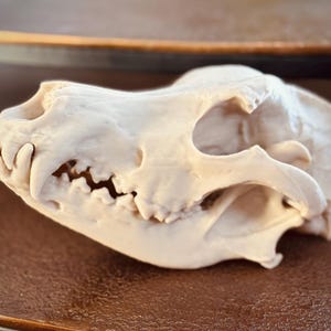 Könnte beinhalten: Ein weißer Tierschädel mit Zähnen, einer großen Augenhöhle und einem kleinen Loch oben auf dem Schädel.