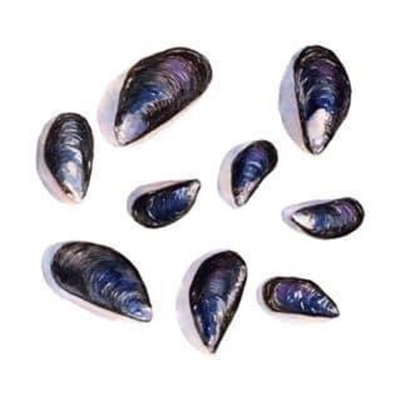 Watercolor Mussel Shells Art Print: Seaside Beach House Decor - Etsy