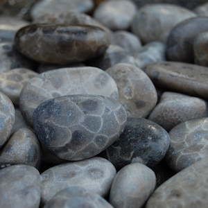 Polished Petoskey Stones