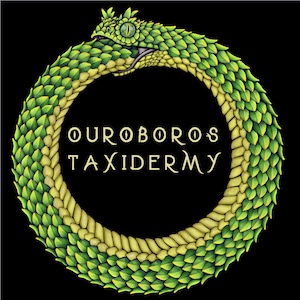 May include: A green and yellow snake with scales forms a circle, biting its own tail. The snake is a ouroboros, an ancient symbol of eternity and cyclical renewal. The text "OUROBOROS TAXIDERMY" is written in a stylized font below the snake.