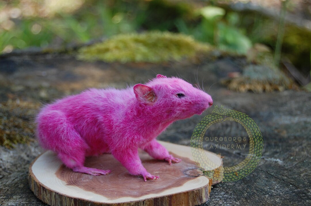 Pink Domestic Rat Taxidermy - Etsy