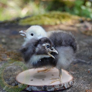 May include: Two fluffy baby chicks, one white and one gray, stand on a small wooden slice. The chicks have open beaks, as if chirping. The background is blurred, with green foliage and a wooden surface.