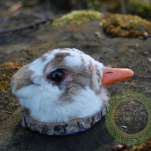 May include: A taxidermied rabbit head with a brown and white fur pattern and an orange beak. The head is mounted on a wooden base and is labeled "ouroboros taxidermy".