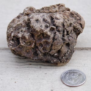 May include: A rough, textured rock with a dark brown and gray color palette. The rock has a porous surface with several small holes. A quarter is placed next to the rock for size comparison.