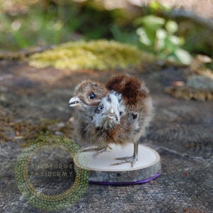 May include: A taxidermied two-headed chick stands on a small wooden platform with a purple trim. The chick has brown and white feathers, with two beaks visible. The background is a blurred natural setting.