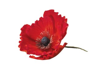 Red Poppy / Dimensions / Red Poppy: 3.25 x 3.1 x 1.4 inches